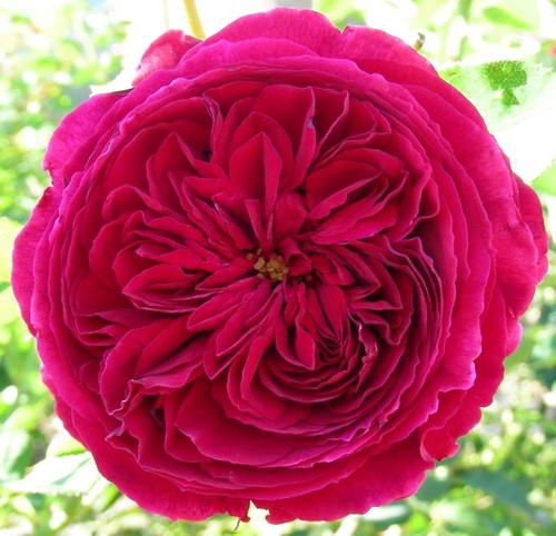 Hoa hồng Darcey Bussell